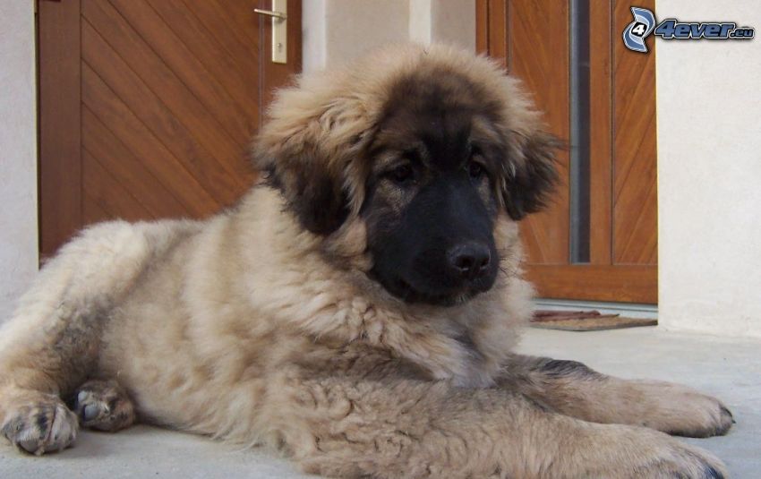 Cane da pastore del Caucaso, cucciolo