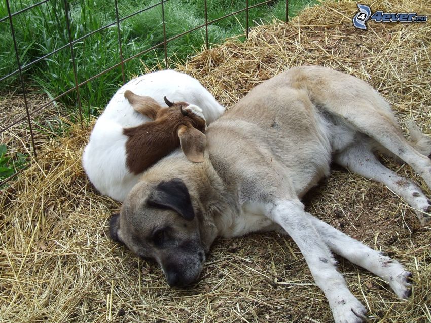 Cane da pastore dell'Anatolia, capra, sonno