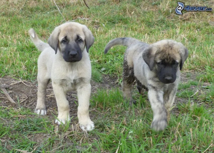 Cane da pastore dell'Anatolia, cuccioli