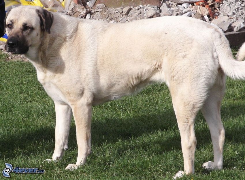 Cane da pastore dell'Anatolia