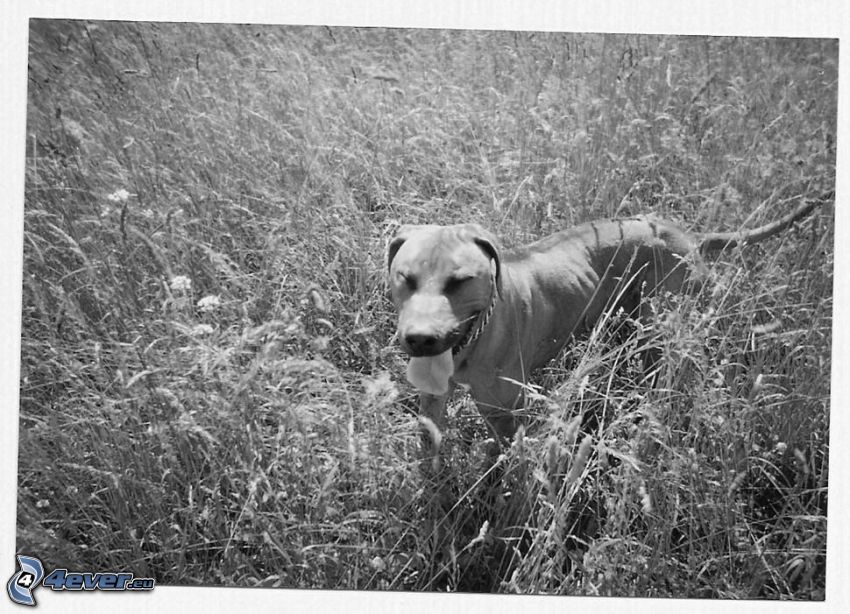 cane in erba, prato, la lingua fuori