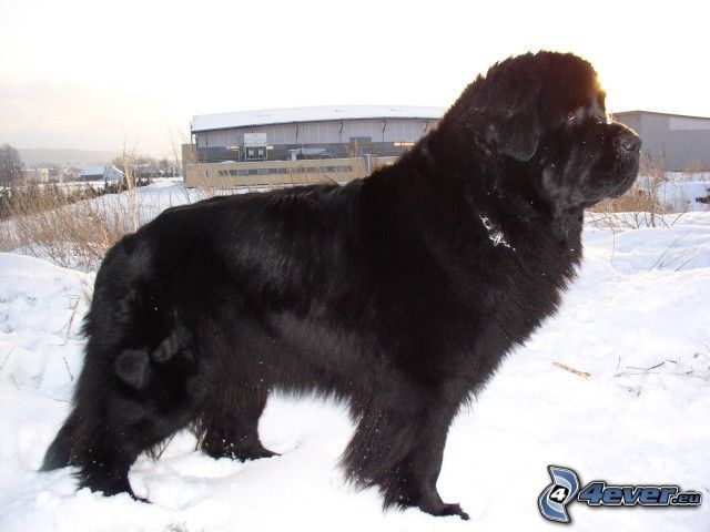 cane nero, cane sulla neve