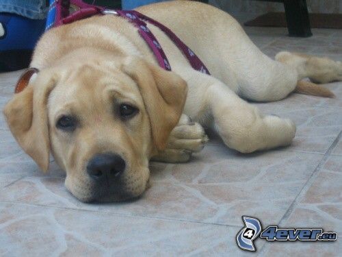 cane sul pavimento, Labrador cucciolo