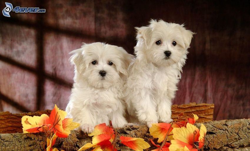 cuccioli, cane bianco, tronco, foglie colorate