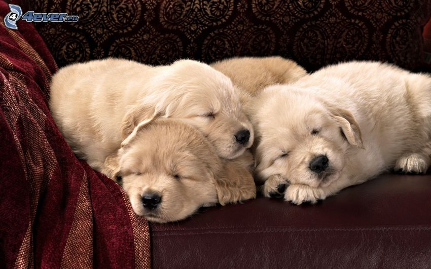 cuccioli addormentati, cuccioli di Labrador