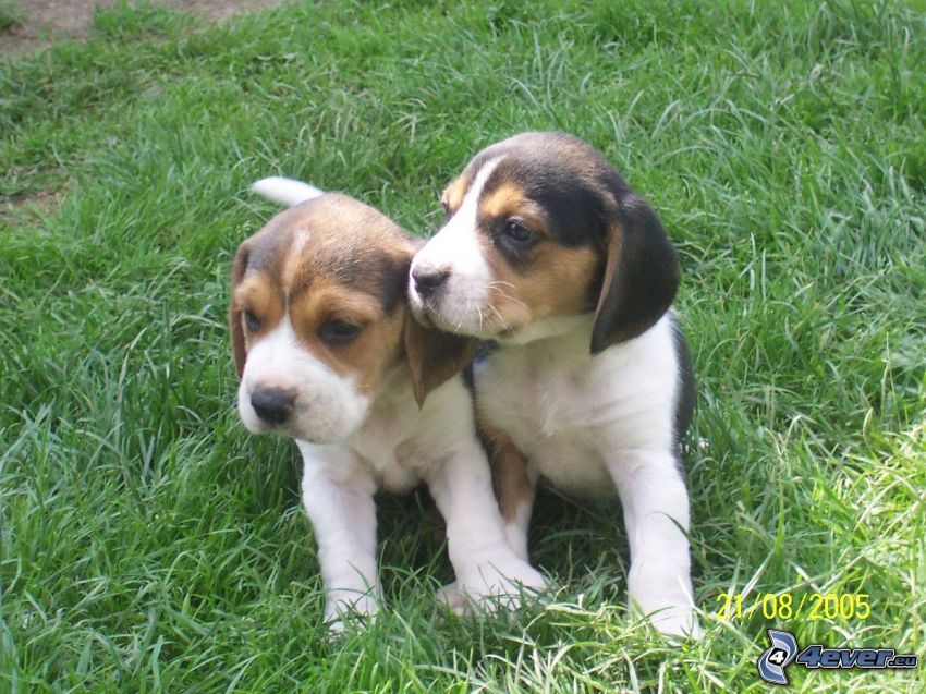 cuccioli di Beagle