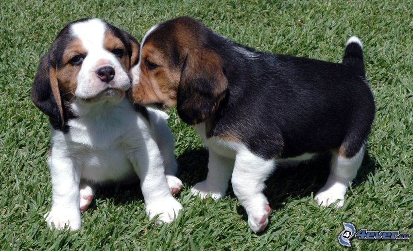 cuccioli di Beagle