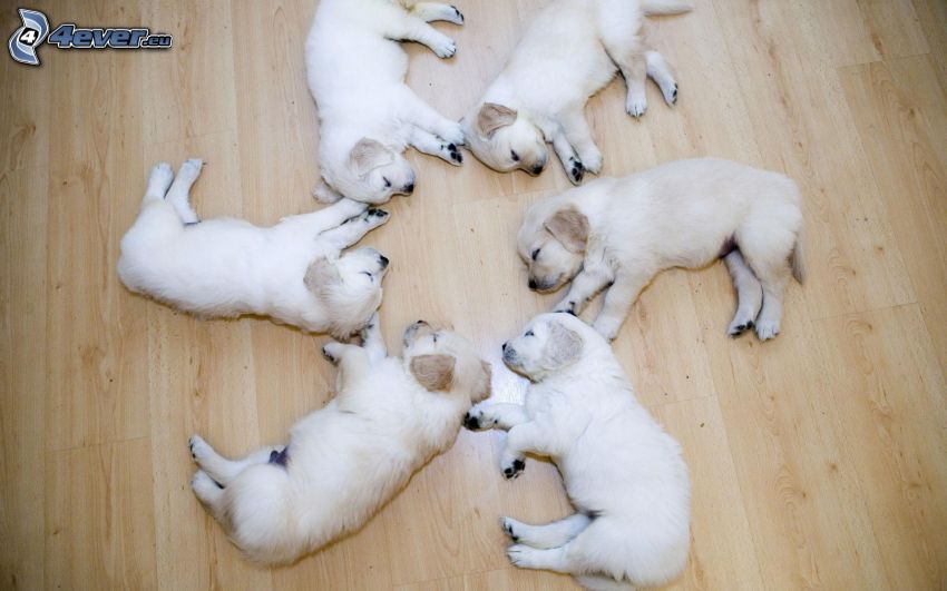 cuccioli di Labrador, sonno, cerchio, pavimento