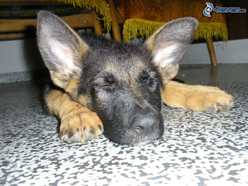 cucciolo addormentato, pastore tedesco, cane sul pavimento