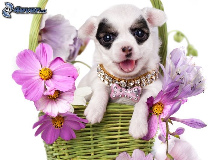 cucciolo bianco, cesto, fiori viola, diamanti