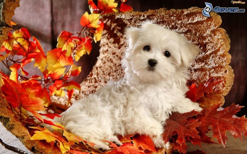 cucciolo bianco, foglie rosse