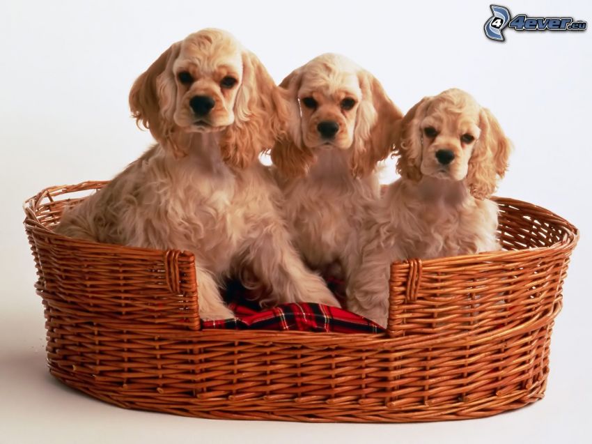cucciolo di cockerspaniel, tre cuccioli, cuccioli nel cestino