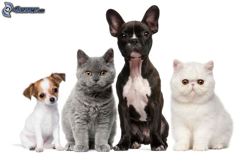 due cani, gatti, british shorthair, gatto bianco