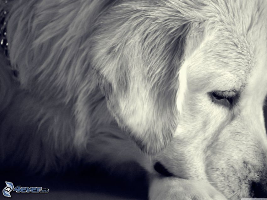 golden retriever, bianco e nero