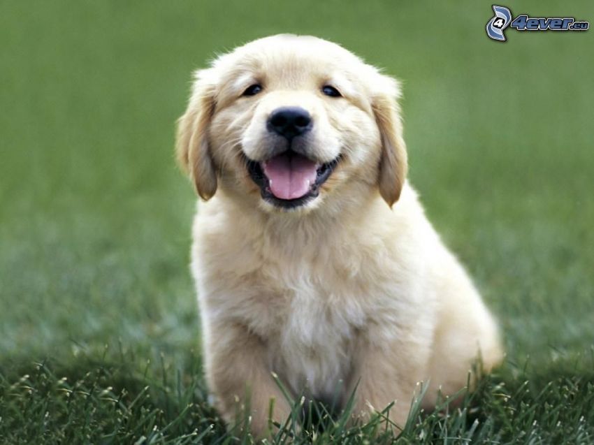 golden retriever, cucciolo, cane, sorriso