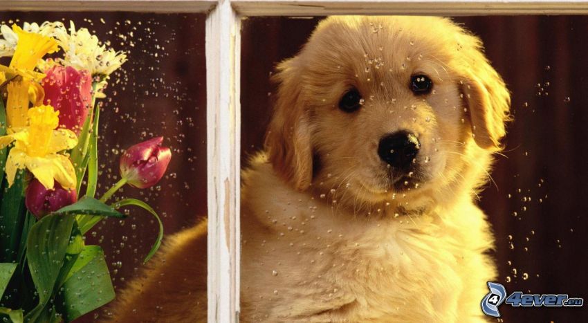 golden retriever, cucciolo, finestra, fiori