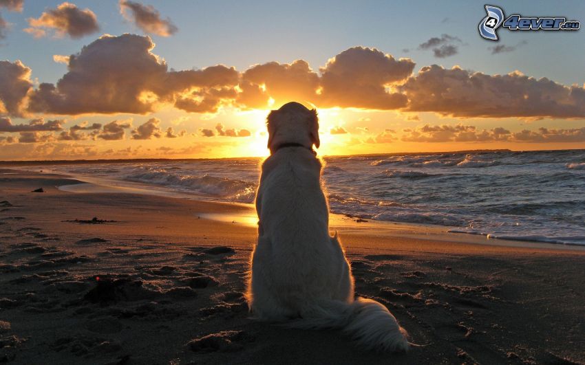 golden retriever, tramonto sul mare, spiaggia