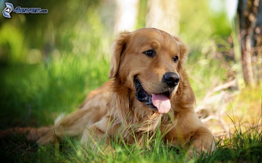 golden retriever