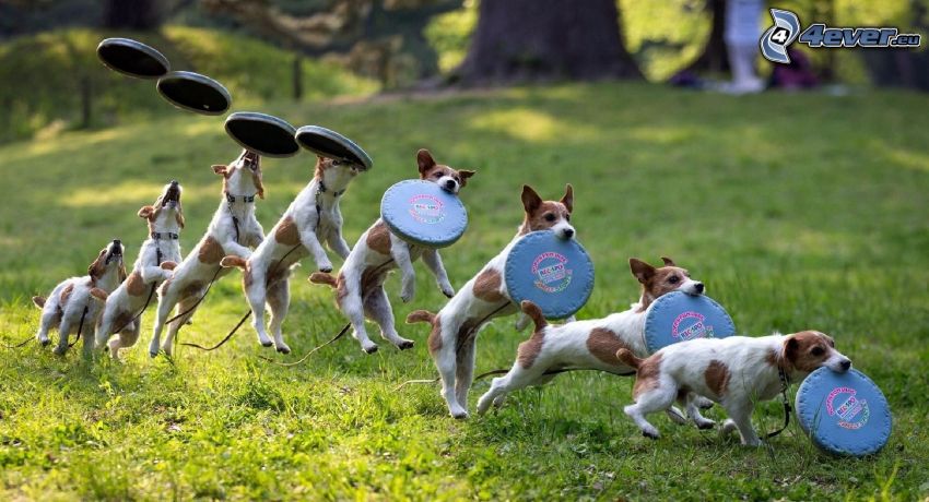 Jack Russell Terrier, disco volante, salto