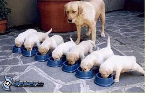 Labrador, cuccioli, alimentare