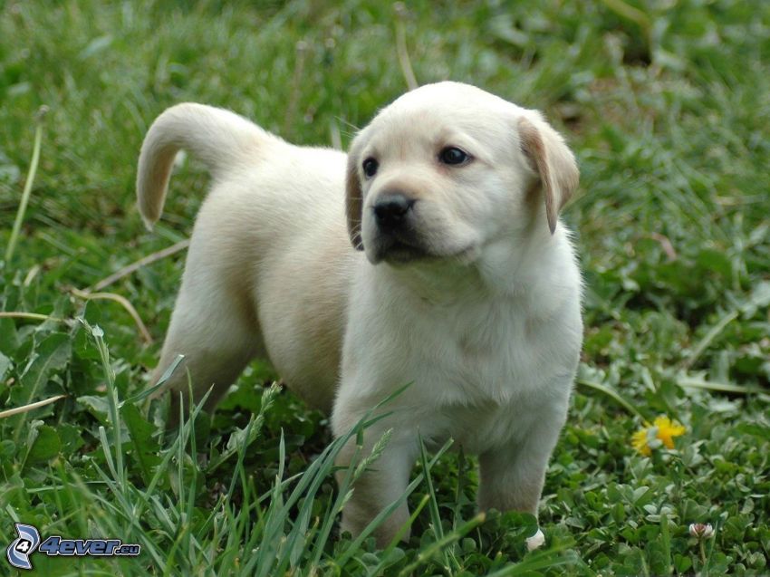 Labrador cucciolo