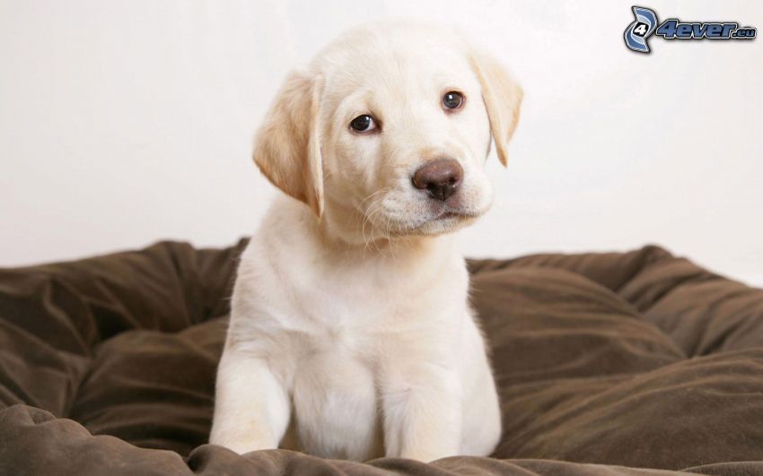 Labrador cucciolo