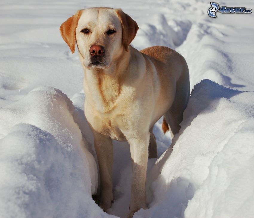 Labrador retriever, neve