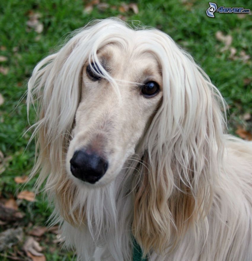 levriero afgano, cane sul cortile