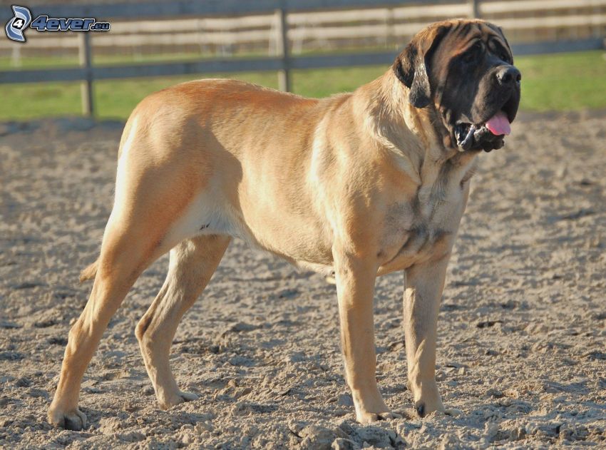 Mastiff inglese