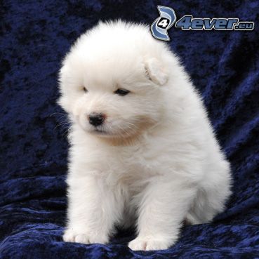 piccolo cucciolo bianco