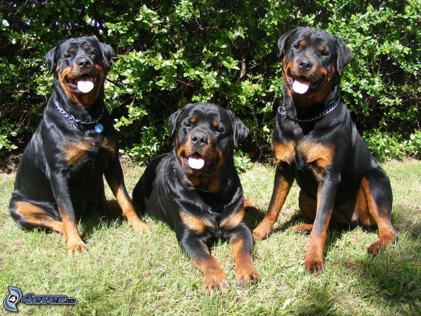 rottweiler