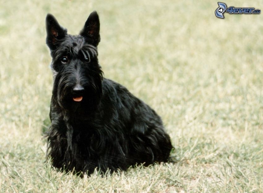 Scottish Terrier