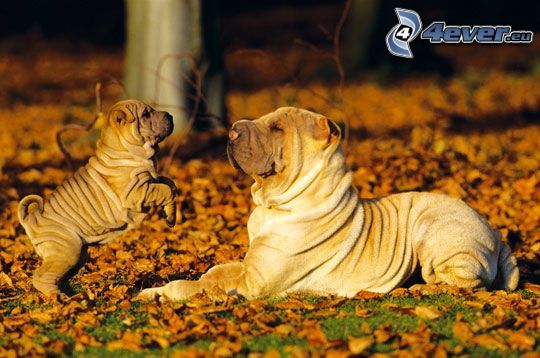 Shar Pei, Shar Pei cucciolo, foglie di autunno