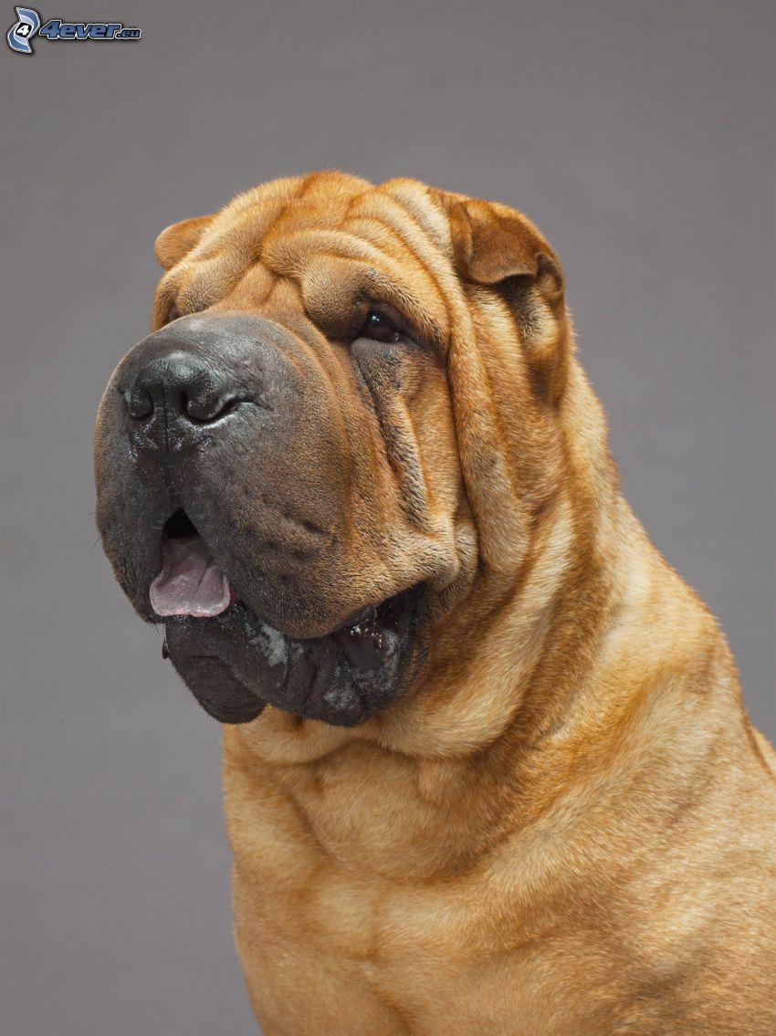 Shar Pei