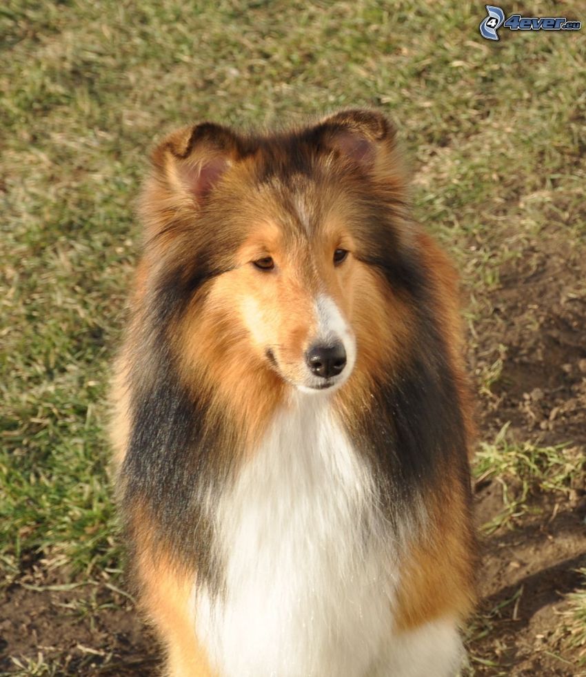 Sheltie