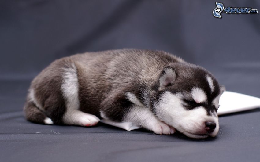Siberian husky, cucciolo addormentato