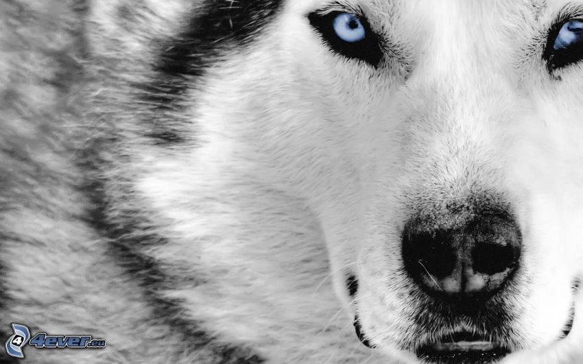 Siberian husky, occhi azzurri, muso, pelliccia