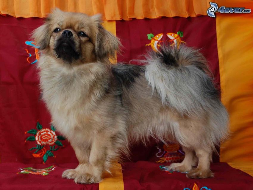 Tibetan Spaniel, lettino