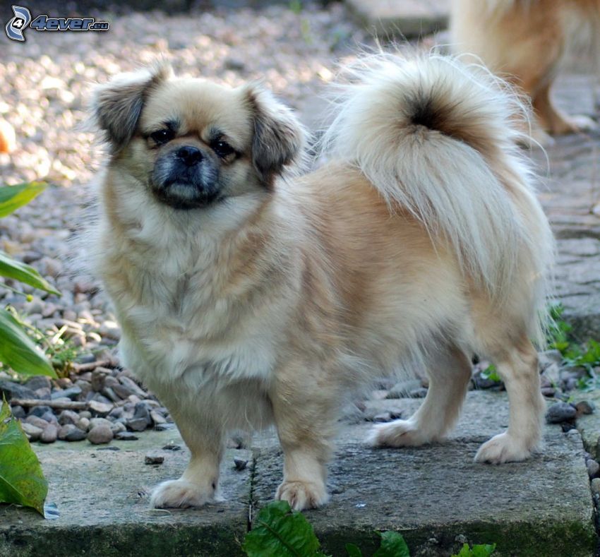 Tibetan Spaniel