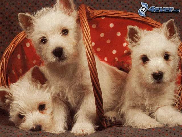 tre cuccioli, cani in cestino