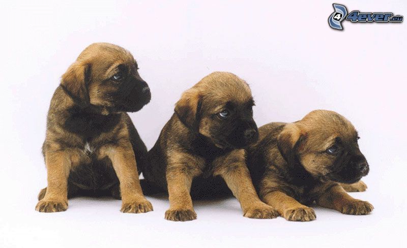 tre cuccioli