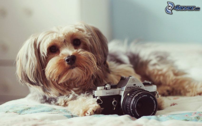 Yorkshire Terrier, fotocamera, cane sul letto