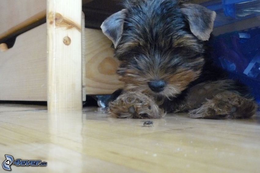 Yorkshire Terrier, mosca