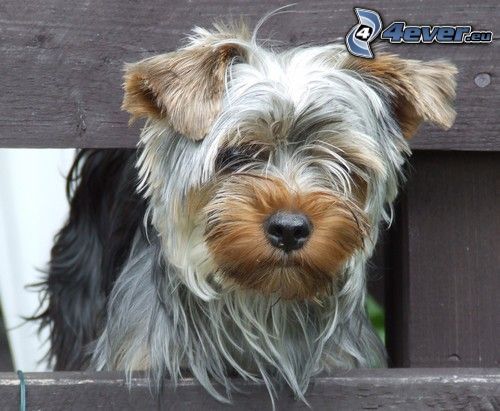 Yorkshire Terrier