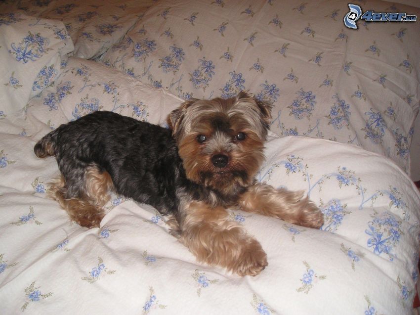 Yorkshire Terrier