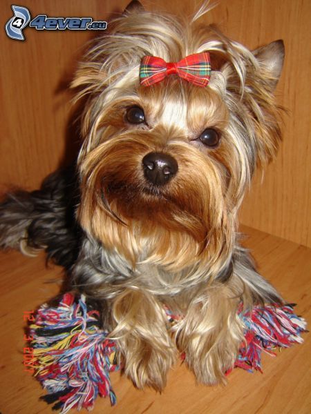 Yorkshire terrier con un fiocco, cane pettinato