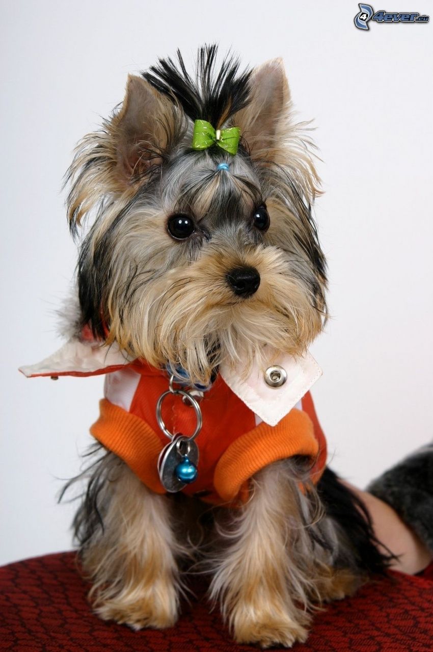 Yorkshire terrier con un fiocco, cane vestito