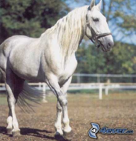 cavallo bianco, il cavallo nel recinto