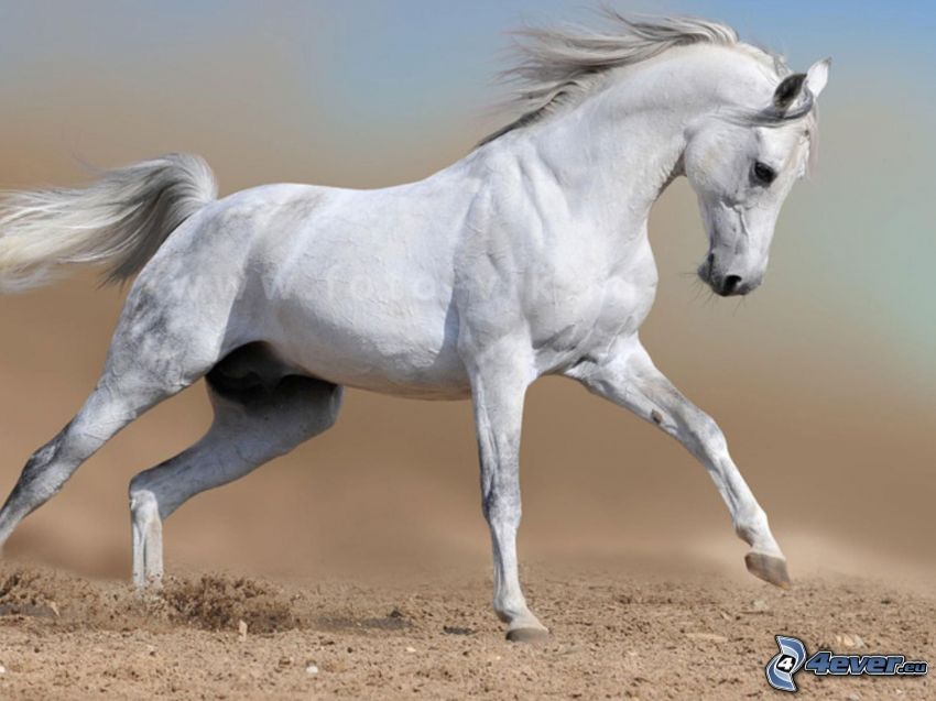 cavallo bianco