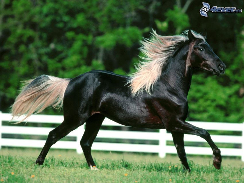 cavallo in corsa, cavallo nero, stallone